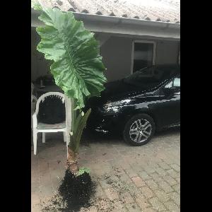 Alocasia 'Portora'