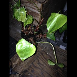 Epipremnum pinnatum