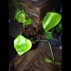 Epipremnum pinnatum