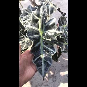 Alocasia 'Polly'
