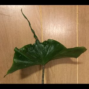 Alocasia 'Stingray'