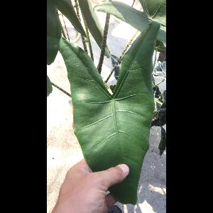 Alocasia zebrina