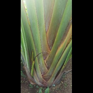 Ravenala madagascariensis