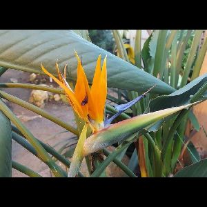 Strelitzia reginae
