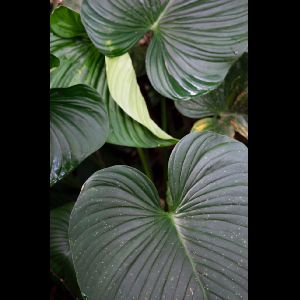 Alocasia cucullata