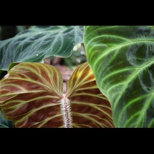 Alocasia wentii