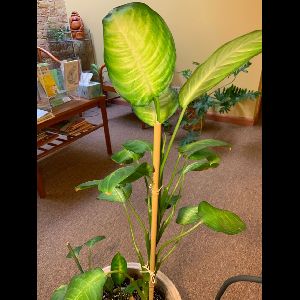 Dieffenbachia seguine