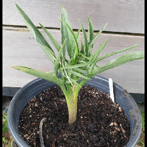 Helicodiceros muscivorus