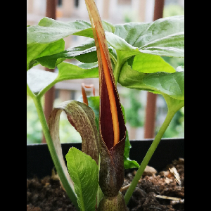 Typhonium albidinervium