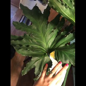 Philodendron bipinnatifidum