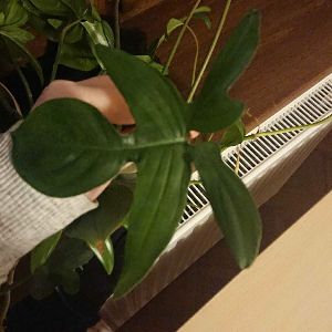 Philodendron bipennifolium
