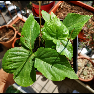 Typhonium albidinervium