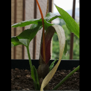 Typhonium albidinervium