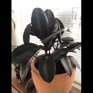 Ficus elastica