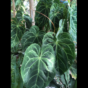 Anthurium clarinervium