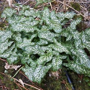 Arum italicum