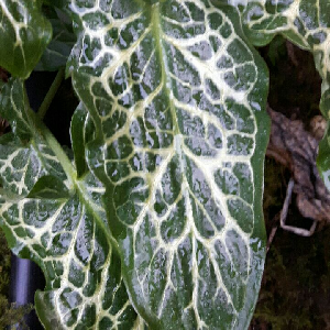 Arum italicum