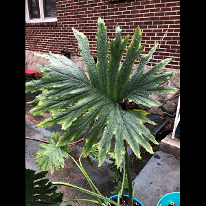 Philodendron bipinnatifidum