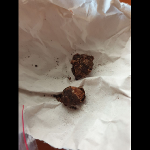 Dracontium gigas