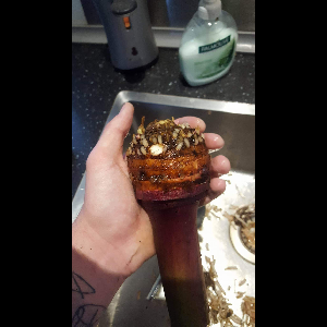 Colocasia esculenta