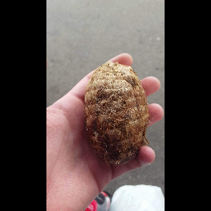 Colocasia esculenta
