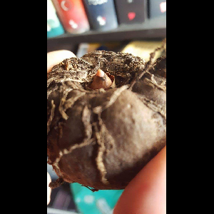 Amorphophallus konjac