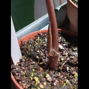 Sauromatum horsfieldii