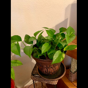 Epipremnum aureum