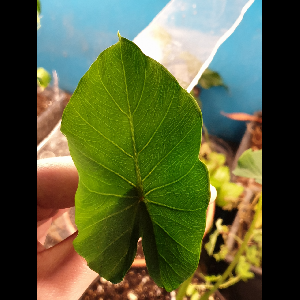 Colocasia esculenta