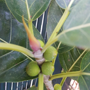 Ficus thonningii