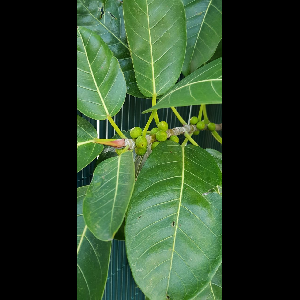 Ficus thonningii