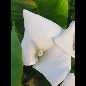 Zantedeschia aethiopica