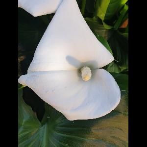 Zantedeschia aethiopica