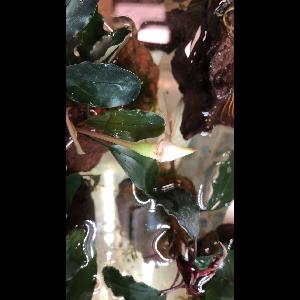 Bucephalandra 'Alamanda'