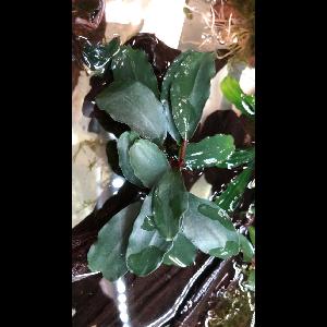 Bucephalandra 'Alamanda'