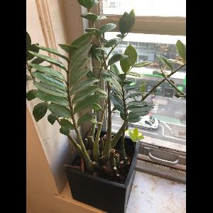 Zamioculcas zamiifolia