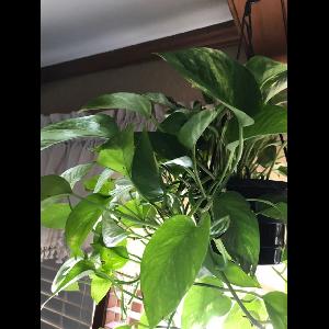Epipremnum aureum