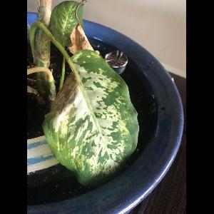 Dieffenbachia seguine