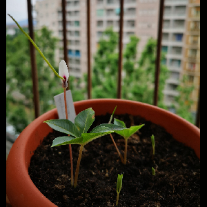 Amorphophallus claudelii