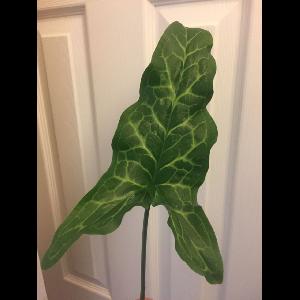 Arum italicum