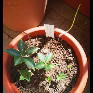 Amorphophallus claudelii