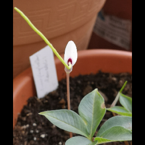 Amorphophallus claudelii