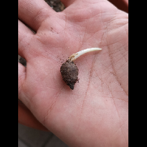 Amorphophallus claudelii