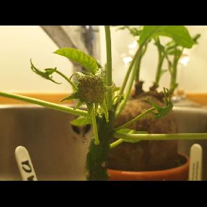 Dorstenia foetida