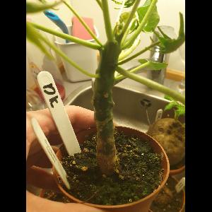 Dorstenia foetida