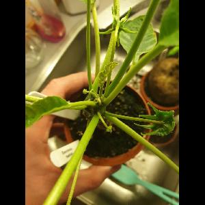 Dorstenia foetida