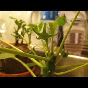 Dorstenia foetida
