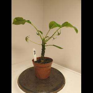 Dorstenia foetida
