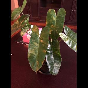 Philodendron erubescens