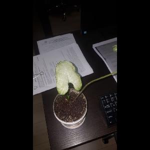 Syngonium podophyllum